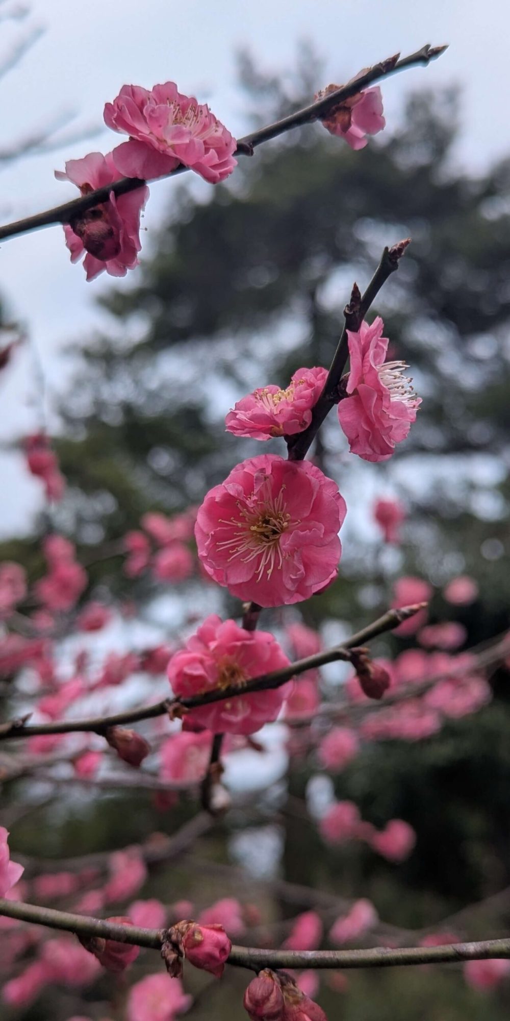 printemps_japon_sakura